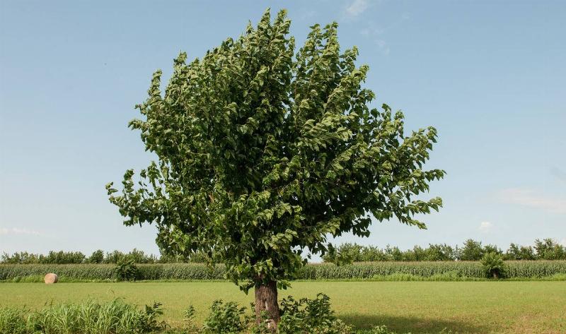 A mulberry tree.