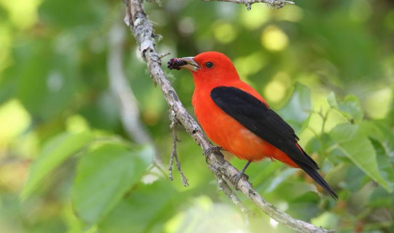 A scarlet tanager perched on a branch eating a mulberry.