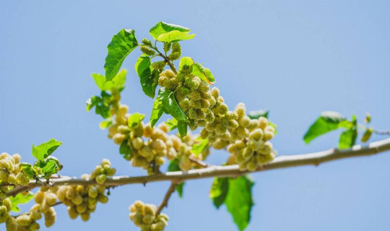 A mulberry tree branch in spring.