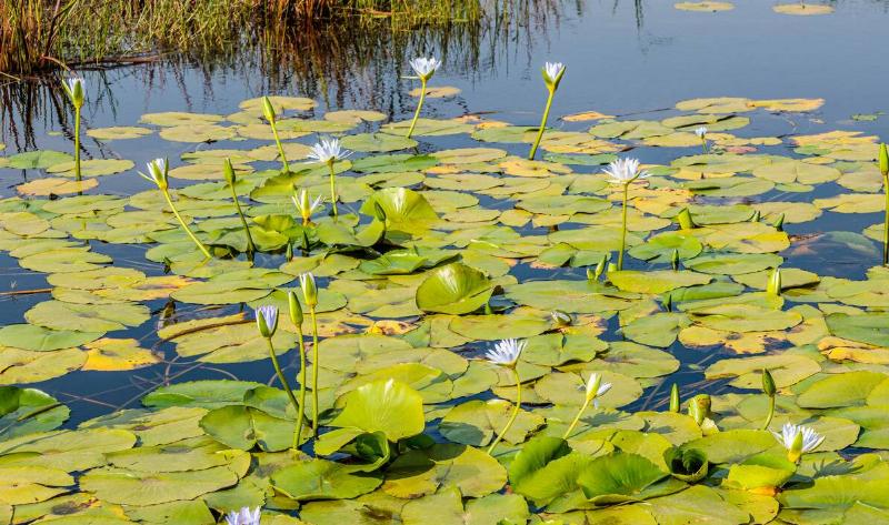 A collection of water lilies and lilypads in a pond.