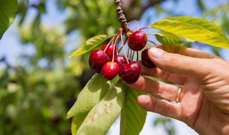 A close photo of a hand reaching to pick cherries off a branch.