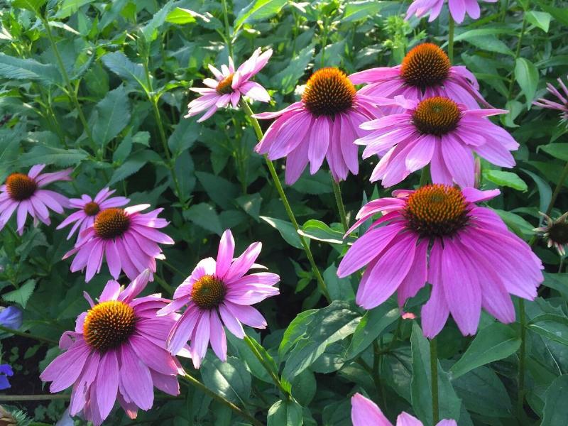 A group of pink coneflowers.