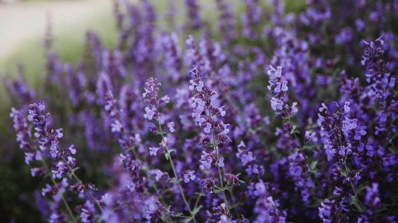Natural flower background. Close -up purple lavender flowers blooming in garden. Horizontal arrangement