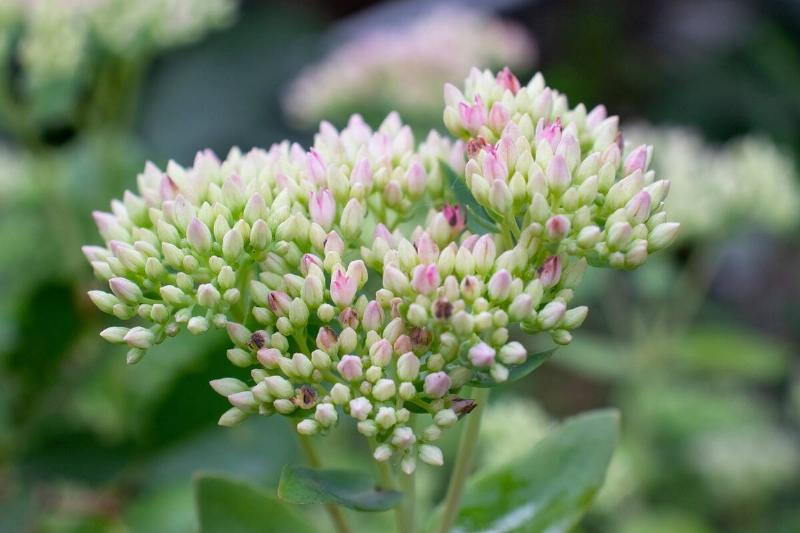 A sedum/stonecrop flower.