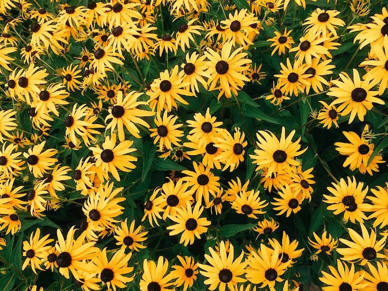 A whole black-eyed susan bush.