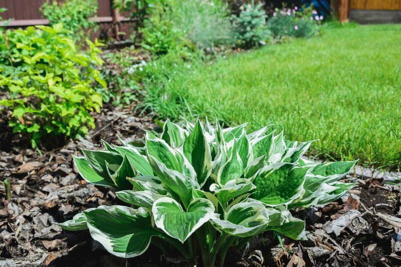 white and green leaves of hostas plant, flowerbed and grass lawn in landscaped plot, horizontal outdoors stock photo image