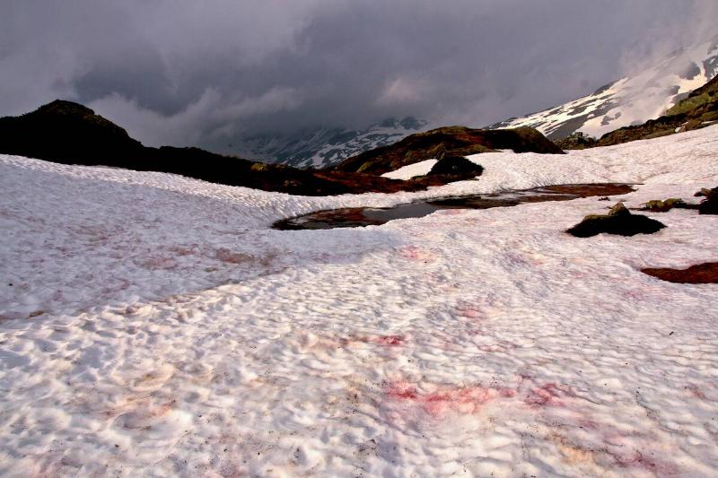 Red snow algae above the Simplon Pass