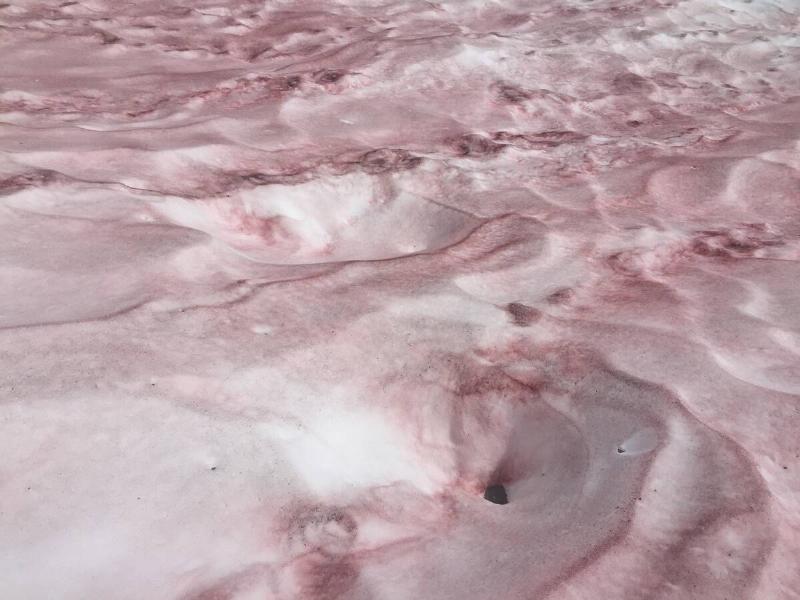 A close photo of a large chunk of pink snow at Mount Ritter on the Inyo National Forest.