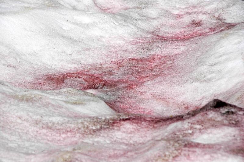A close photo of some pink snow near the base of Reading Peak, Lassen Volcano National Park, northeastern California, USA.