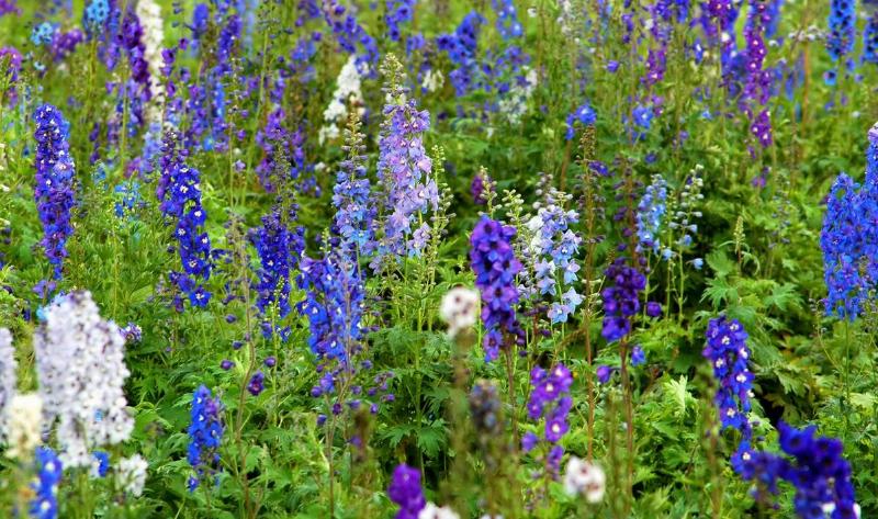 Some delphinium plants.