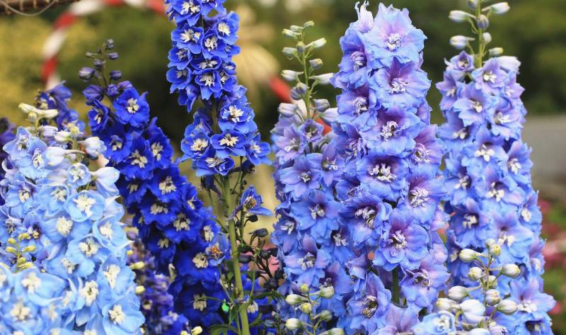 Some delphinium plants.