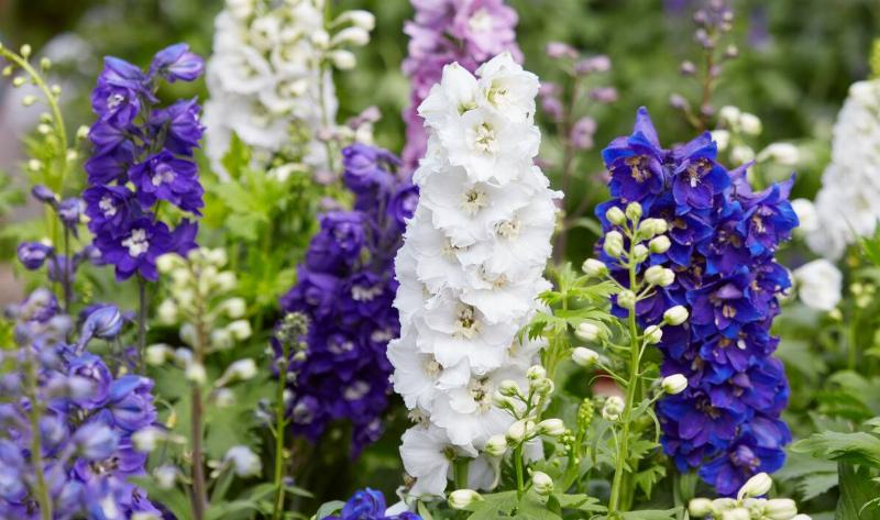 Some delphinium plants.