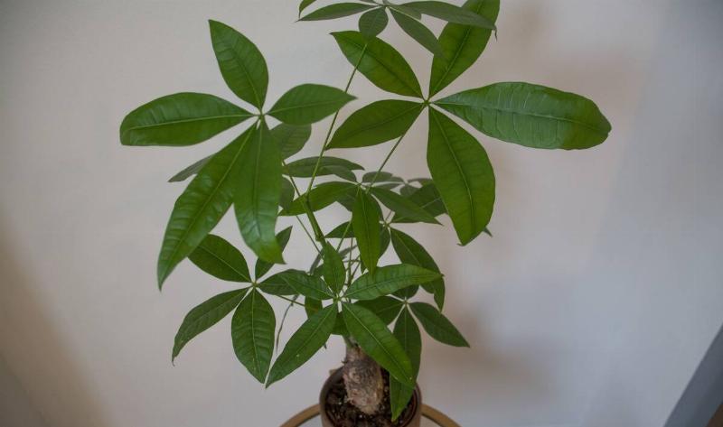 A money tree houseplant.