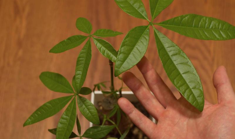 A hand touching a leaf on a money tree.