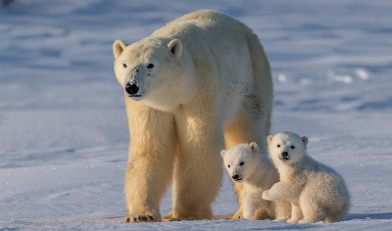 A polar bear with two cubs.