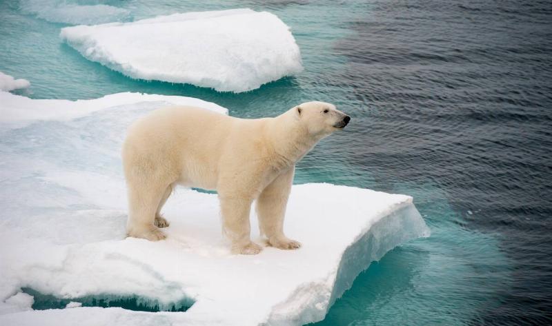 A polar bear on a block of ice.