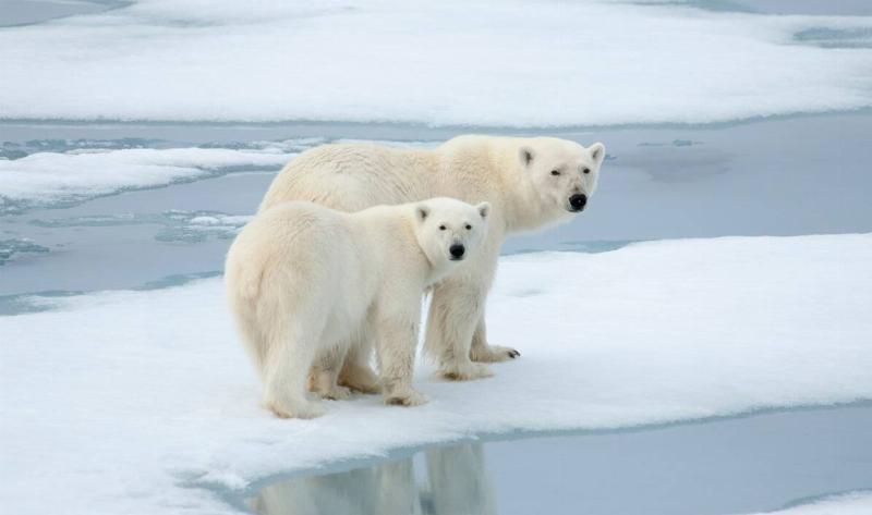 Two polar bears on some ice.
