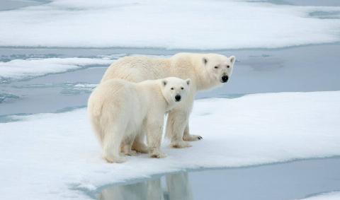 Two polar bears on some ice.