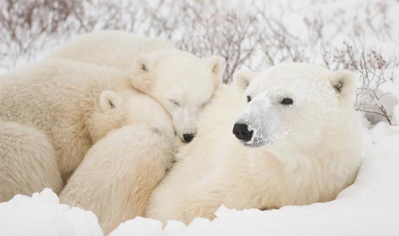 A polar bear with two cubs.
