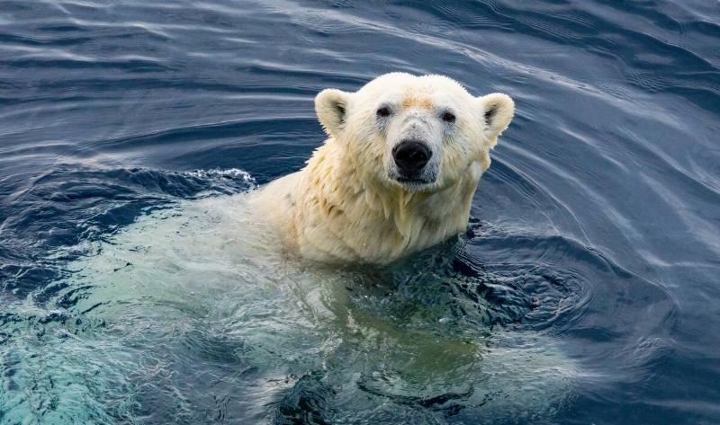 A polar bear swimming.