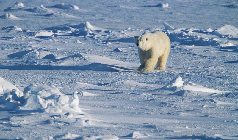 A polar bear on a block of ice.