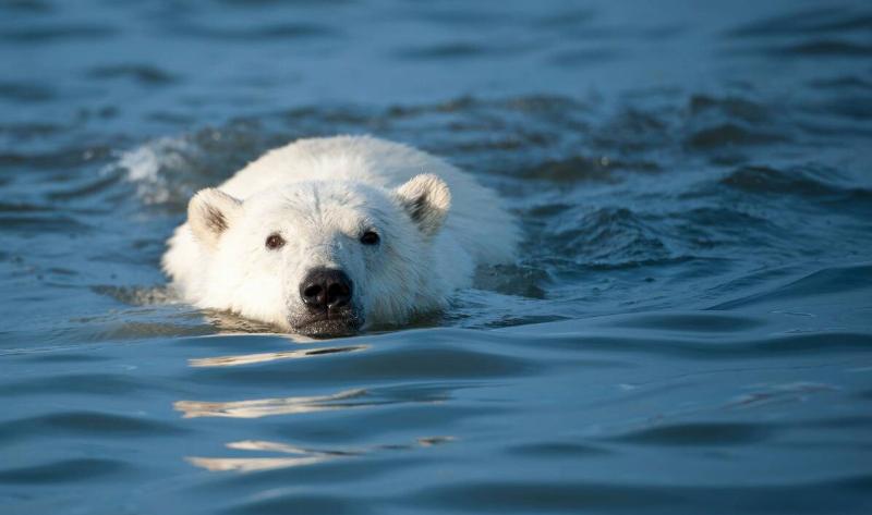 A polar bear swimming.