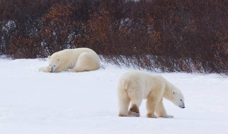 Two polar bears in the snow.