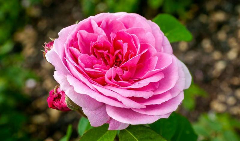 A Gertrude Jekyll rose.