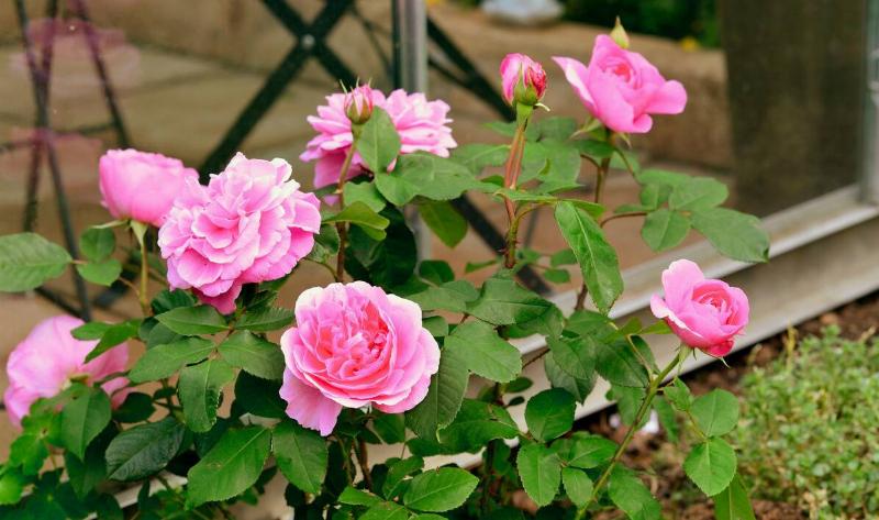 A bush of Gertrude Jekyll roses.