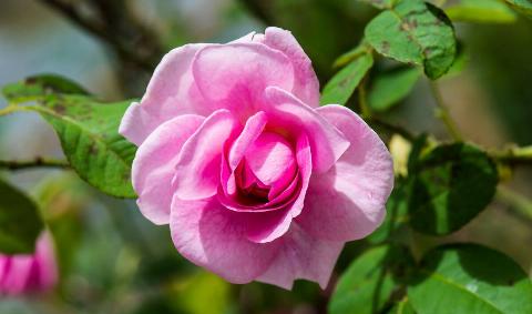 A Gertrude Jekyll rose.