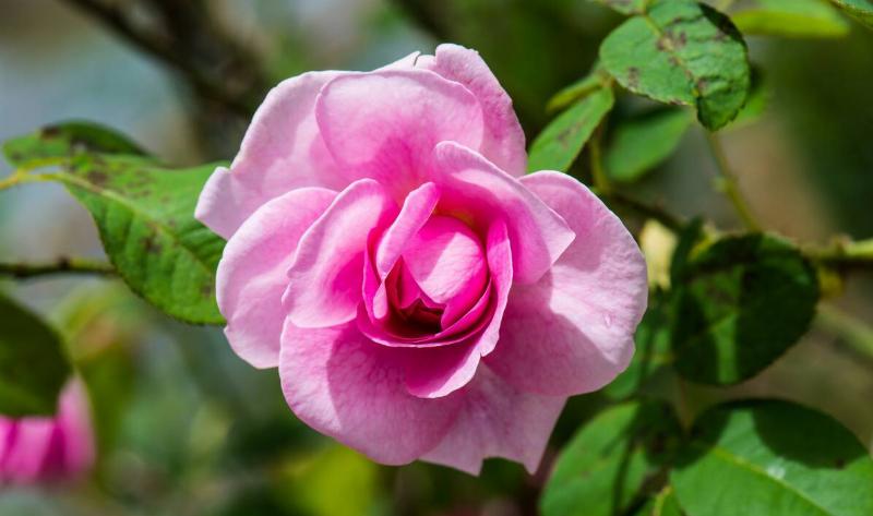 A Gertrude Jekyll rose.