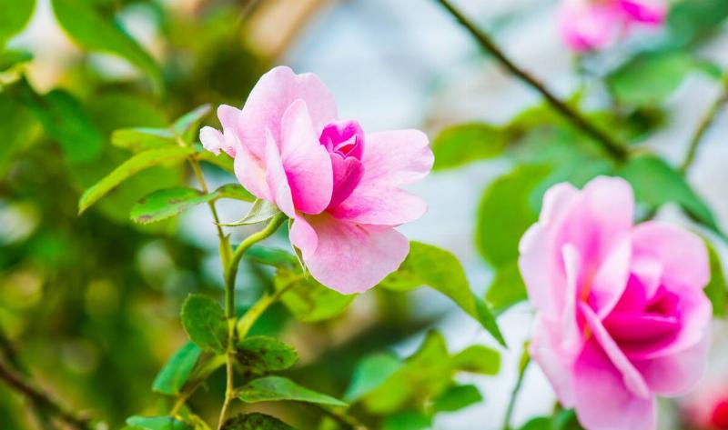 A Gertrude Jekyll rose.