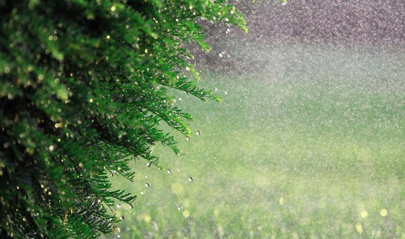 A hedge in the rain.