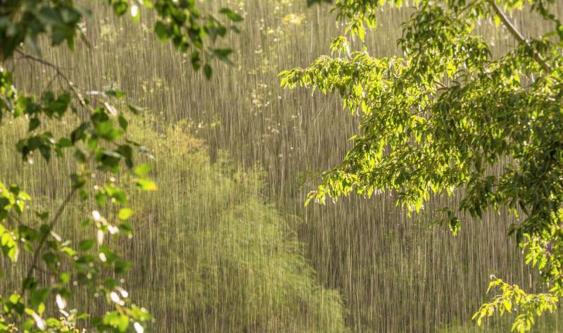 Rain seen through some tree branches.