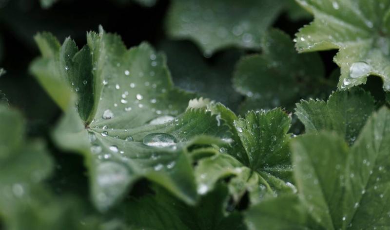 A closeup of some leaves with rain droplets on them.