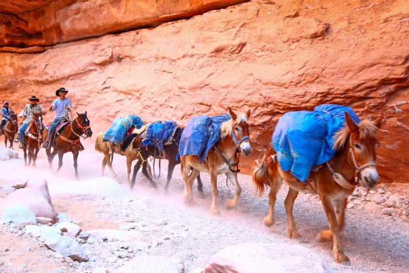 Loaded pack mules traverse the trail between the Supai Village and the Hualapai Hilltop on June 21, 2011, on the Havasupai Indian Reservation in the Grand Canyon.