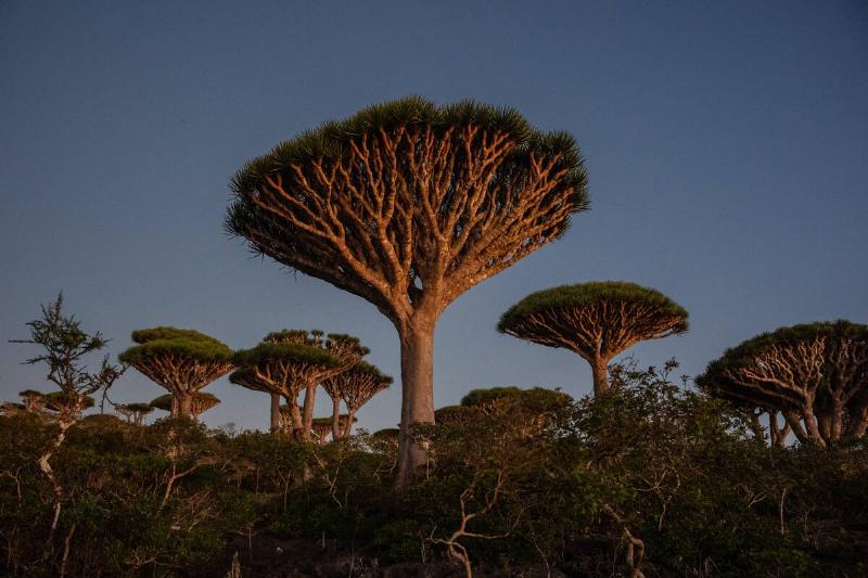 The rising sun illuminates dragon blood trees in Firmihin Forest, the largest concentration of the trees, on October 14, 2025 in Socotra, Yemen.
