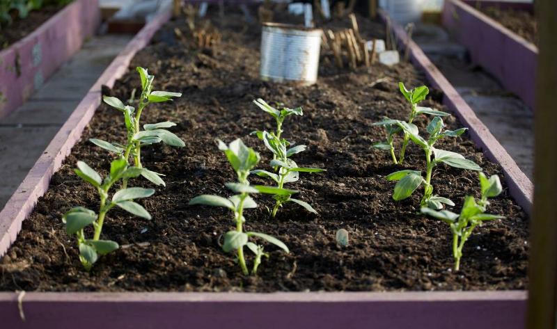 Small plants in a planter box.