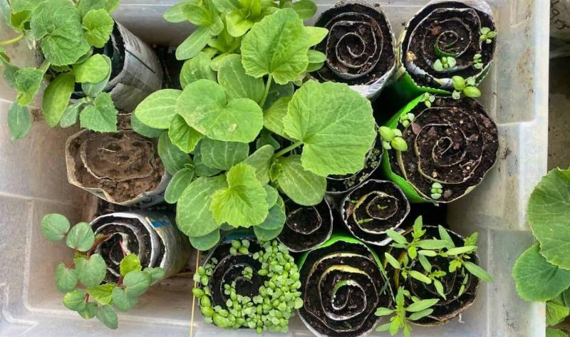 A container of well-sprouting seed snails.