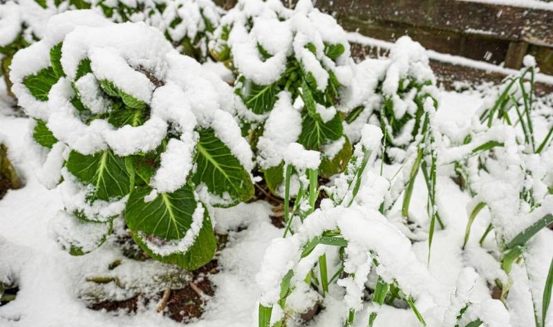 Garden plants covered in snow, now drooping.
