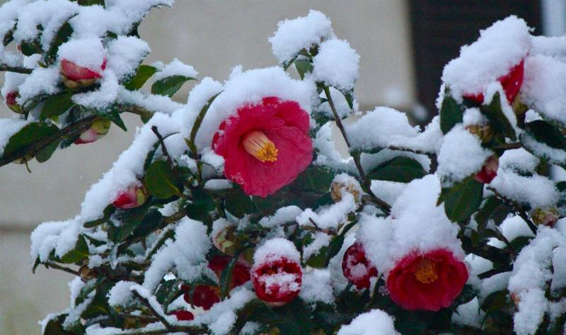 A flowering shrub covered in snow.