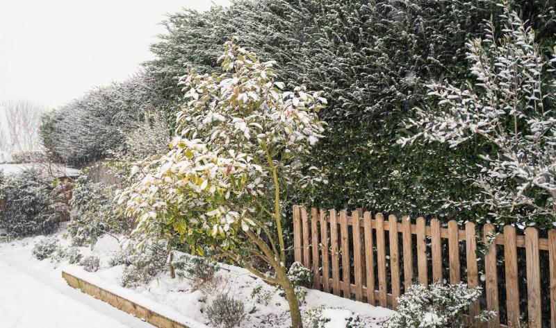 A garden with a layer of snow on it.