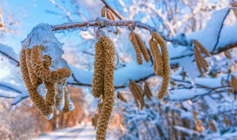 A tree branch with a layer of ice on it.