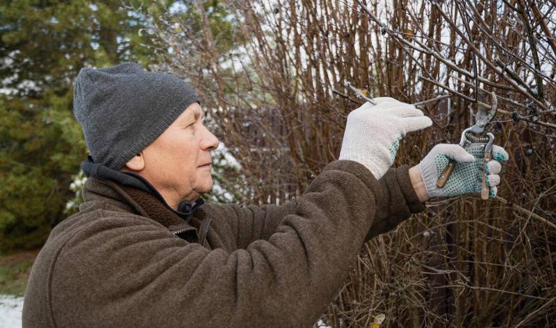 A man pruning a branch off a hedge during winter.