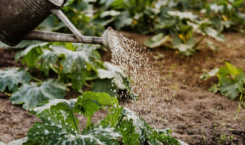 A watering can pouring water on a plant in a garden.