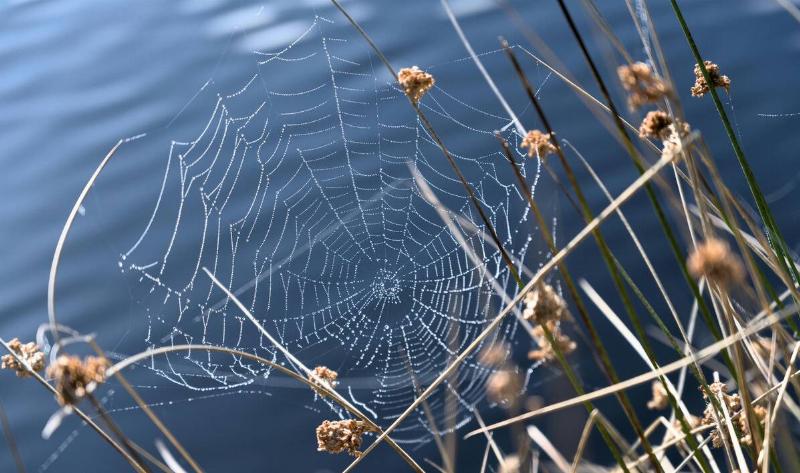 A wet spiderweb between some reeds.