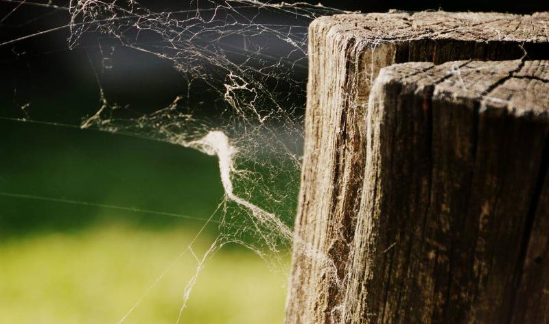 Cobwebs on a fence post.