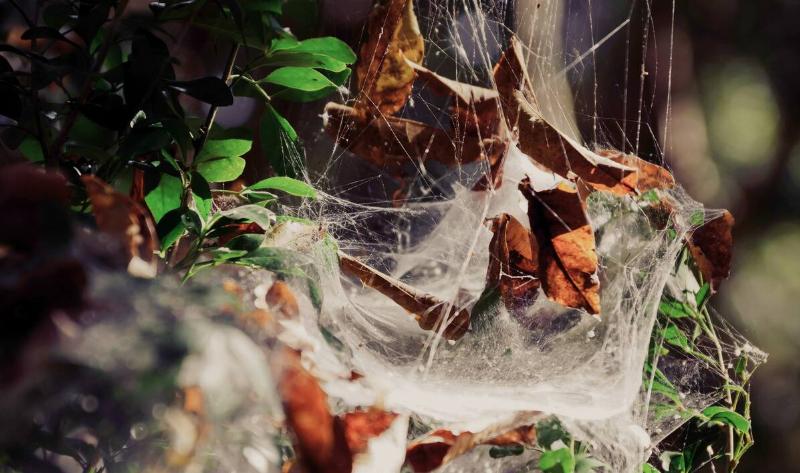 Flat cobweb sheets between some branches.