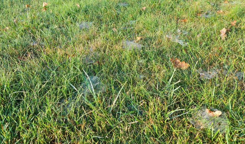 Spiderwebs in the grass.