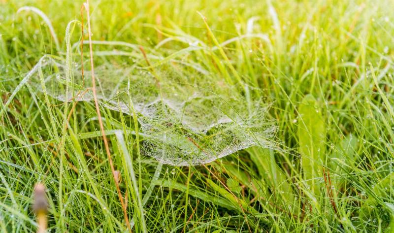 A spiderweb in grass.